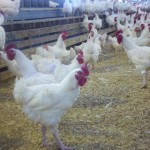 Broiler Chickens