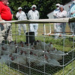 Small-Scale Egg production PIC