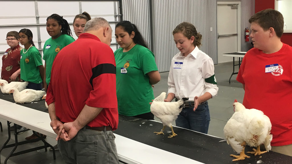 students showing laying hens