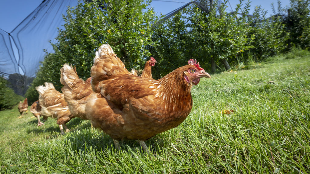 Low angle of free-range chickens on grass