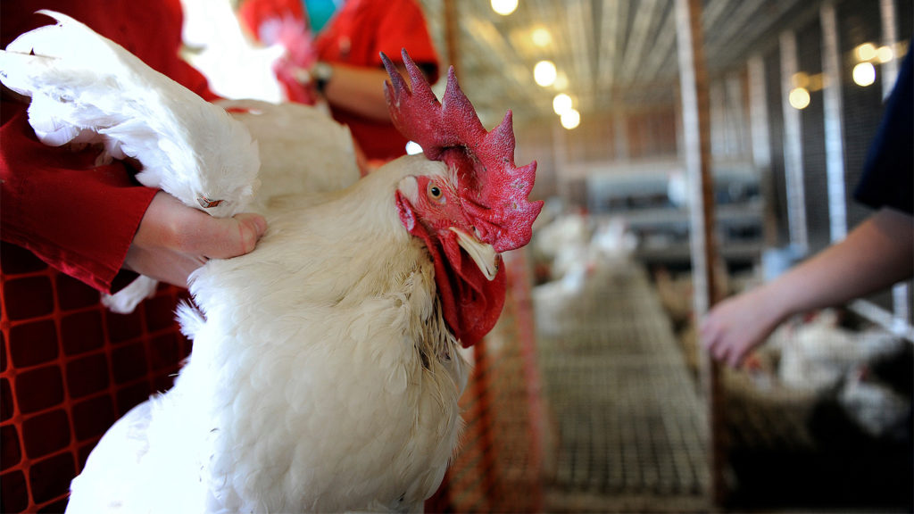 hands holding a white chicken under the wings