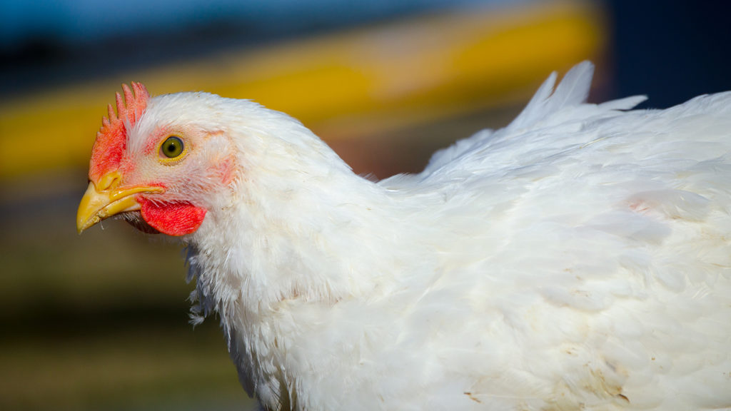 broiler chicken in profile