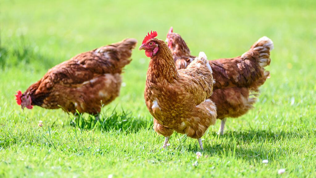 brown chickens on the grass