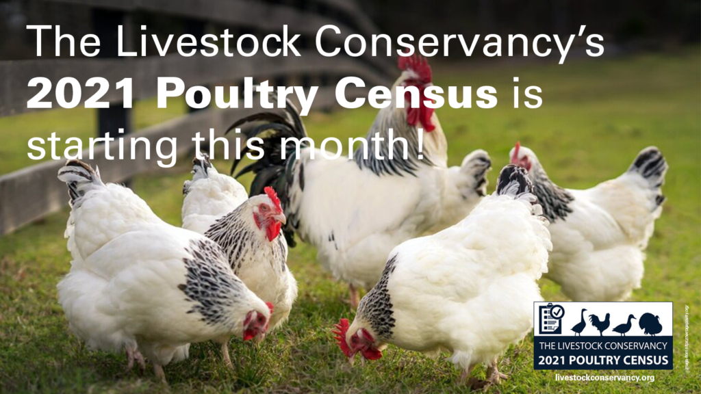 decorative banner announcing the 2021 Poultry Census, all info on page