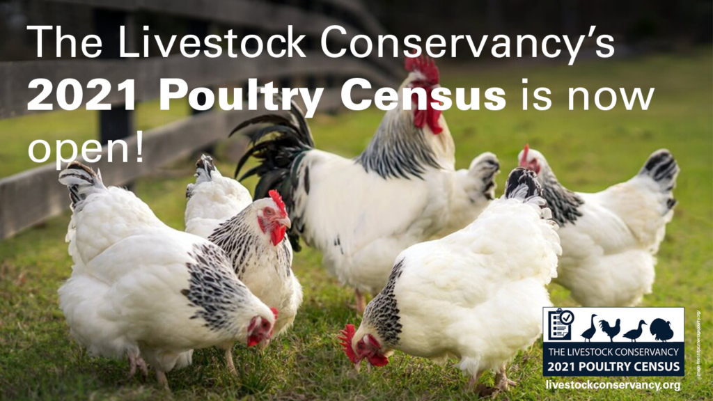 decorative banner announcing the 2021 Poultry Census, all info on page