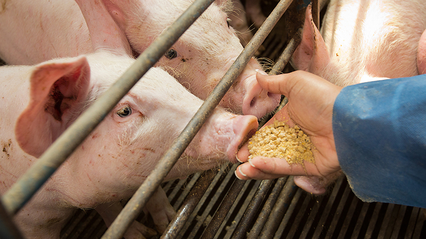pigs eating feed from an outstretched hand