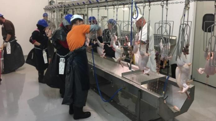 workers processing chicken carcasses at the Petersburg Poultry Processing facility