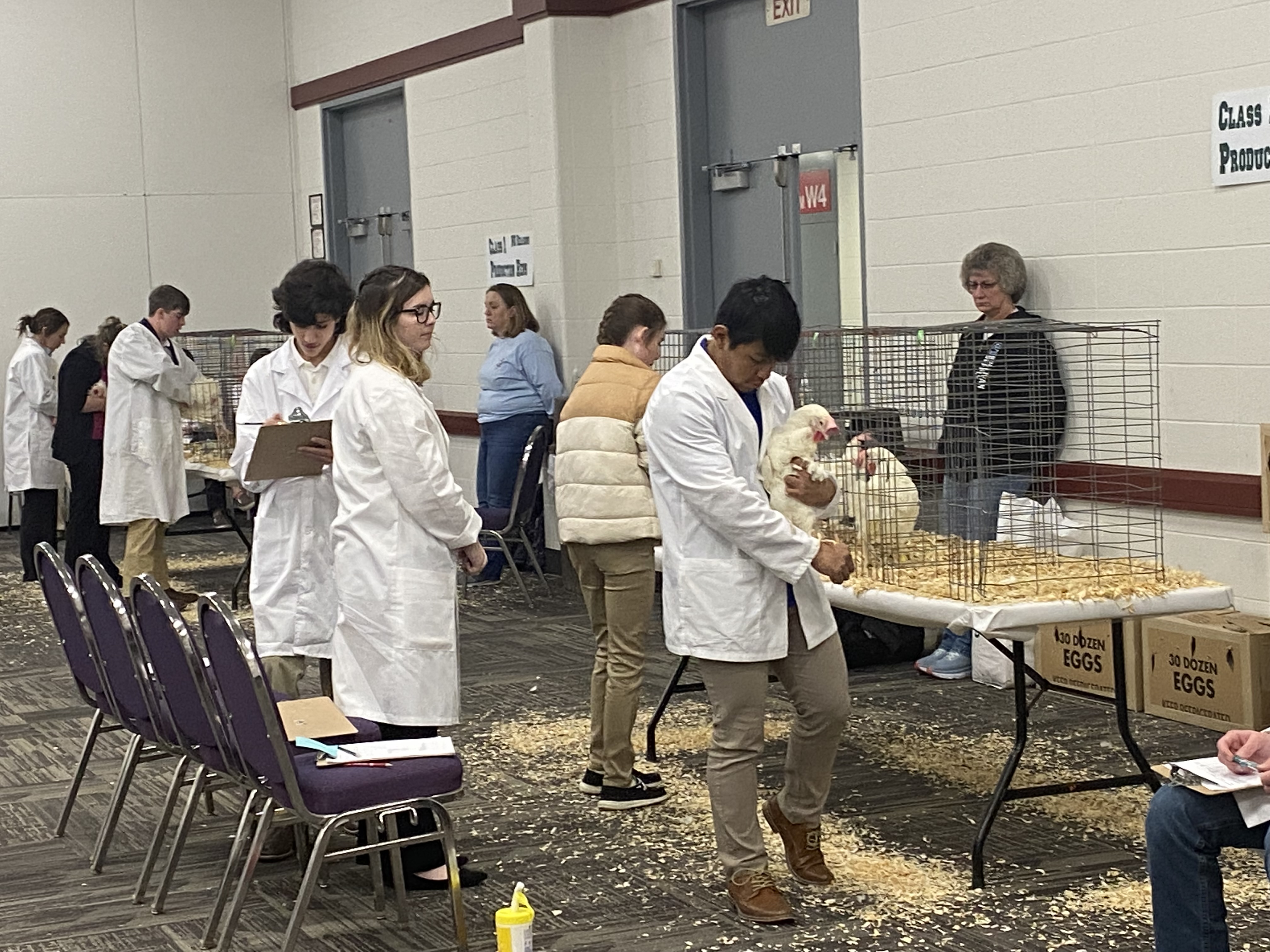 4-H youth judging hens