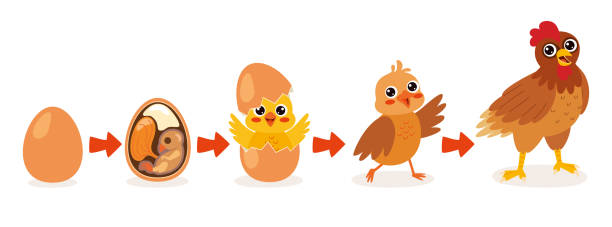 chicken lifecycle clipart egg-chick-adult