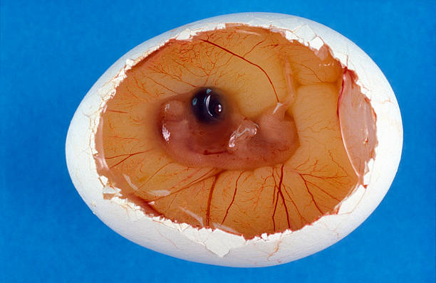 view of chicken egg peeled to reveal embryo